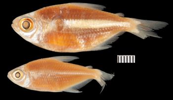 Media type: image;   Ichthyology 166276 Aspect: lateral,description